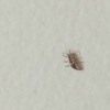 Identifying a Bug Found in the House - gray bug of undetermined size