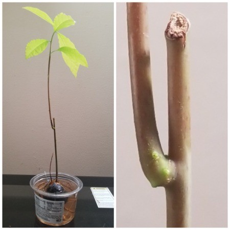 Caring for an Avocado Grown from a Pit - new side growth below damaged area