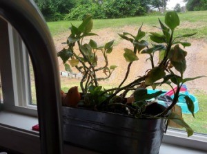 Identifying a Houseplant - leggy plant on windowsill