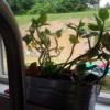 Identifying a Houseplant - leggy plant on windowsill