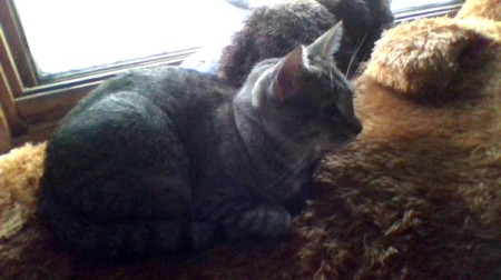 What Breed Is My Cat?