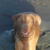 Tied Out Dog Breaks Collar