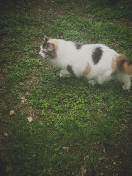 What Breed Is My Cat?