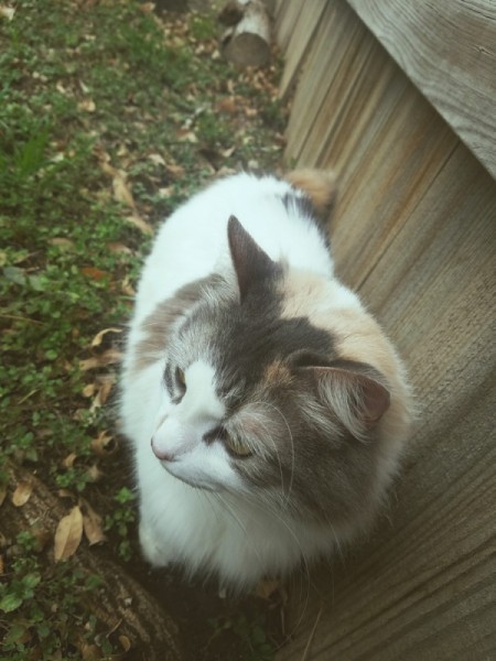 What Breed Is My Cat?