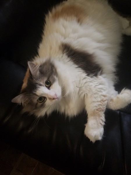 What Breed Is My Cat?