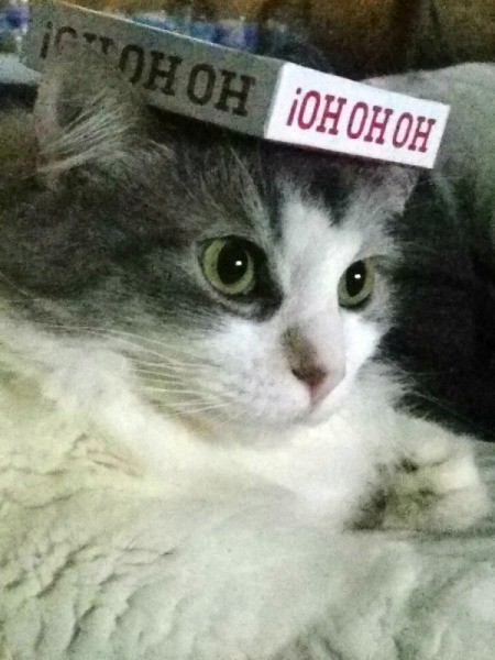 What Breed Is My Cat?