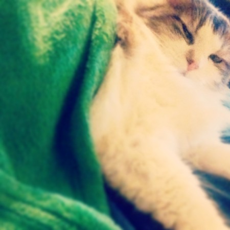 What Breed Is My Cat?