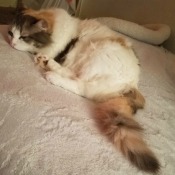 What Breed Is My Cat? - medium coated tri-color cat