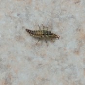 What Is This Bug? - long tan and black buh