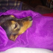 Caring for a Dog with Parvo - red and tan dog under a blanket