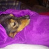 Caring for a Dog with Parvo - red and tan dog under a blanket