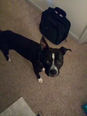 Is My Dog a Pit Bull? - black and white dog