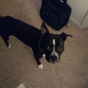 Is My Dog a Pit Bull? - black and white dog