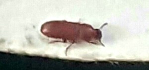 What Is This Bug? - small brown bug