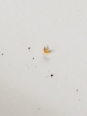 What Is This Insect? - small tan insect