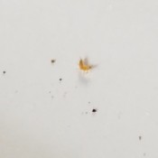 What Is This Insect? - small tan insect