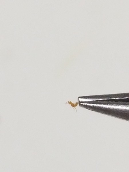 What Is This Insect? - at the end of a pair of pliers