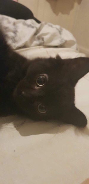 What Breed Is My Kitten? - black cat