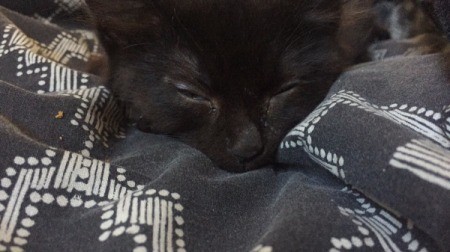 What Breed Is My Kitten?