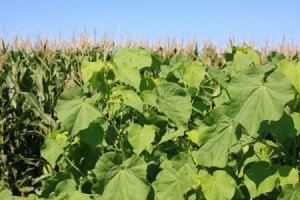 Velvetleaf Weeds in an Iowa Cornfield.