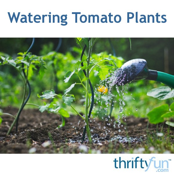 Watering Tomato Plants ThriftyFun