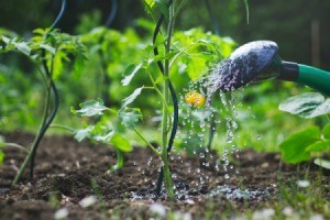 Watering small tomato plants with a watering can.