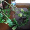 Identifying a Houseplant - vining plant