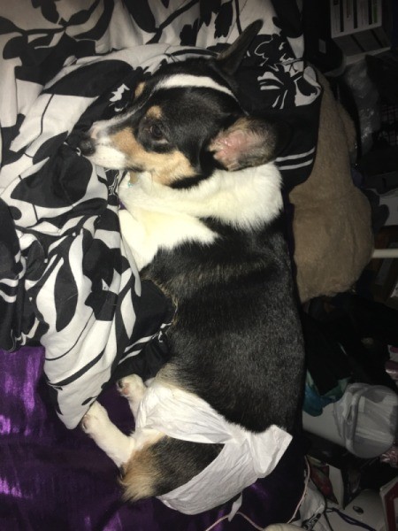 Doggie Diapers Won't Stay on Corgi - tricolored Corgi with diaper