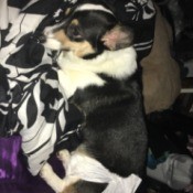 Doggie Diapers Won't Stay on Corgi - tricolored Corgi with diaper