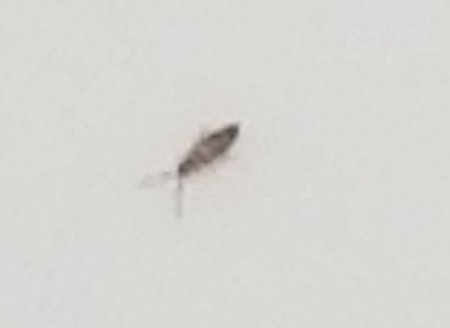 Identifying a Tiny Bug - tiny bug on white tub surface