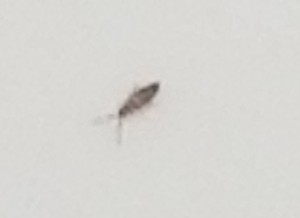 Identifying a Tiny Bug - tiny bug on white tub surface
