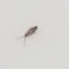 Identifying a Tiny Bug - tiny bug on white tub surface