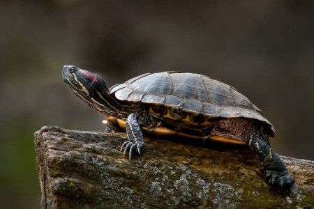 Red Eared Slider turtle on a log.