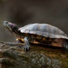 Red Eared Slider turtle on a log.