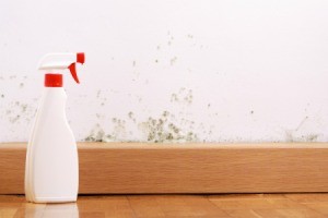 Spray bottle next to wall with mold.