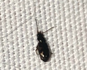 Identifying Tiny Black Bug on Sheets