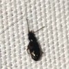 Identifying Tiny Black Bug on Sheets