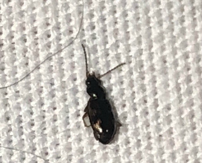 tiny black bugs