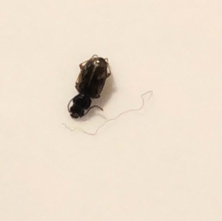 Identifying Tiny Black Bug on Sheets