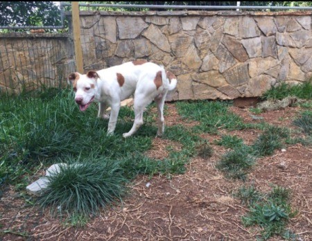 Is My Puppy a Red Nose Pit?