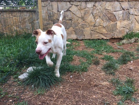 Is My Puppy a Red Nose Pit?