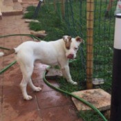 Is My Puppy a Red Nose Pit? - white dog with brown spot, brown on tail and ears