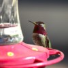 Mr. Red (Hummingbird)  - hummingbird on feeder