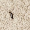 Identifying a Household Bug