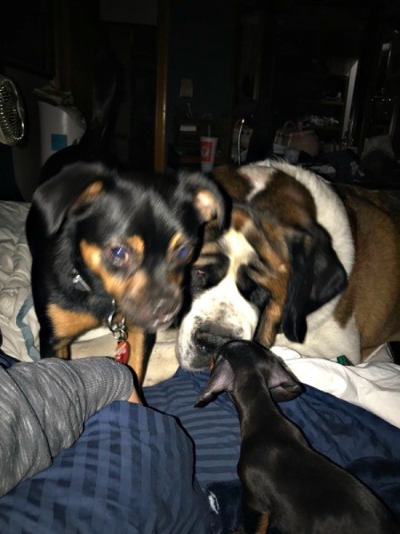 Housebroken Dog Suddenly Marking Territory in the Home - all three dogs