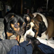 Housebroken Dog Suddenly Marking Territory in the Home - all three dogs