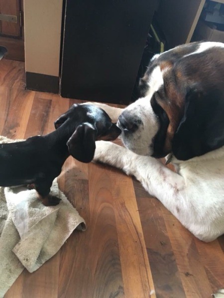 Housebroken Dog Suddenly Marking Territory in the Home