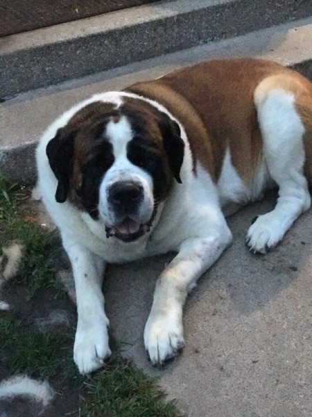 Housebroken Dog Suddenly Marking Territory in the Home