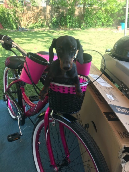 Housebroken Dog Suddenly Marking Territory in the Home