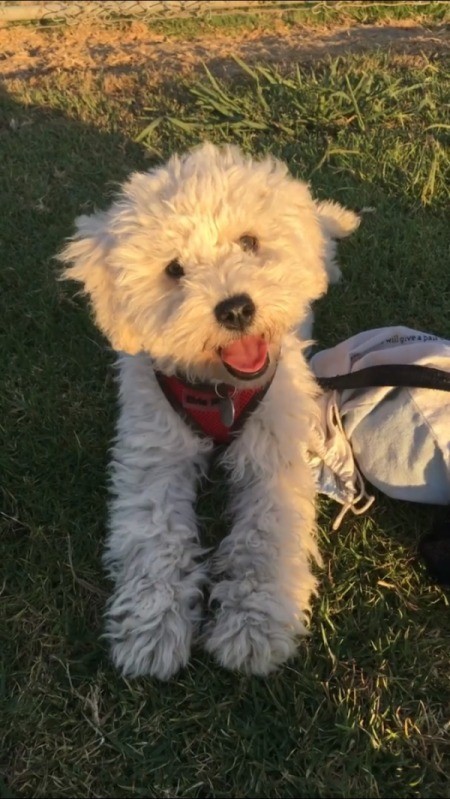 What Breed Is My Dog?